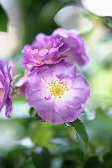 Floribunda: Rose