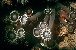 Rosette: Flowerpot Coral - hard croal, white rosette shape