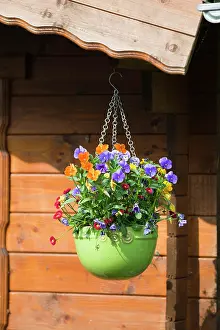 Cabins: Flowerpot hanging from garden shed, Upper Bavaria