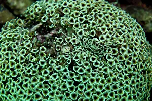 Urchins: Flowerpot Urchin - with small Zebra Crab