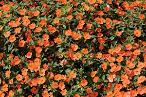 Impatiens: Flowers