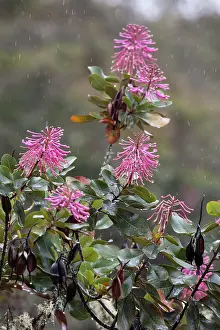 Cusco: Flowers