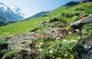 Glockner: FLOWERS, ALPINE Meadow - Gross Glockner Moutain Range