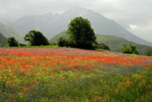 Cornflowers: Flowers in alpine meadow - Poppy and Cornflowers