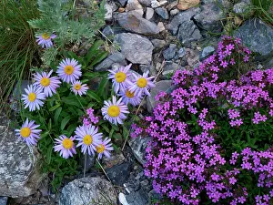 Silene: Flowers - Aster alpinus, Silene acaulis