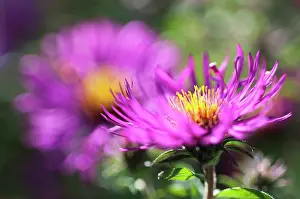 Michaelmas: Aster