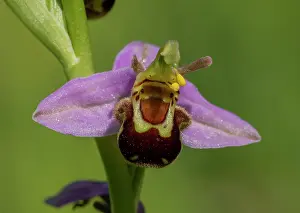 Orchidaceae: Flowers of Bee Orchid, Ophrys apifera exhibiting