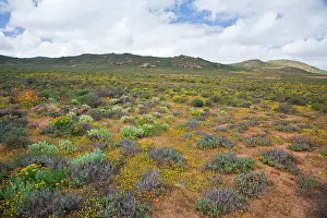 Fynbos: Flowers bloom in the South African spring