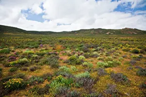 Fynbos: Flowers bloom in the South African spring