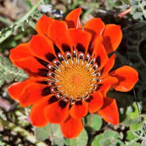 Fynbos: Flowers bloom in the South African spring
