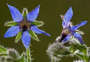 Borage: Flowers of Borage - against the light