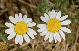Chamomile: Flowers of Chamomile / Wild Chamomile - on grassland