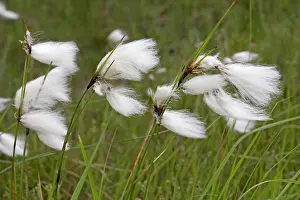 Windswept: Flowers of cotton grass or Hare's-Tail - blowing in wind