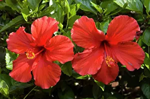 Malvaceae: Flowers of cultivated hibiscus - commonly grown in gardens