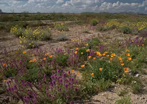 Marigolds: Flowers - Desert Marigolds, Owl Clover, Mexican