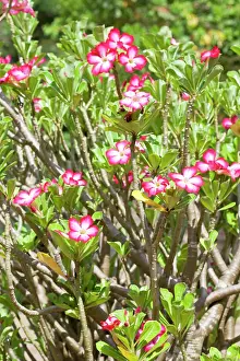 Multiflorum: Flowers of Desert Rose
