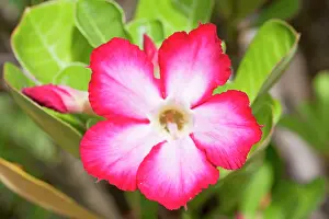 Multiflorum: Flowers of Desert Rose