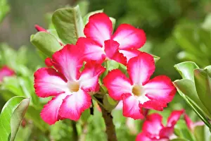 Multiflorum: Flowers of Desert Rose