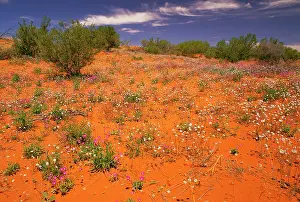 Simpson: Flowers in the desert Simpson desert, South Australia