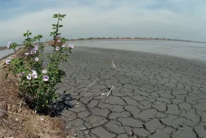 Dike: Flowers on Dike through mud lake environmental disaster