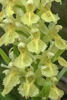 Flowered: Flowers of Elder-flowered Orchid, Dactylorhiza s