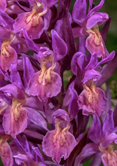 Flowered: Flowers of Elder-flowered Orchid, Dactylorhiza s