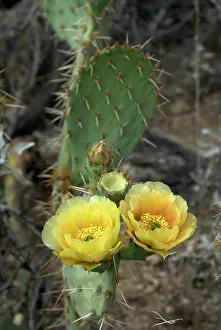 Pears: Flowers of Engelmann's Prickly Pear Cactus