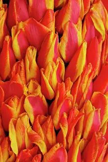 Princess: Flowers on float celebrating Queen's Day
