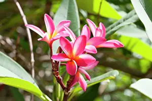 Frangipani: Flowers of Frangipani