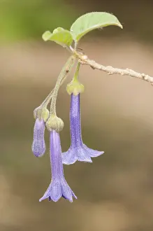 230517: Three flowers of Giant Iochroma (Iochroma grandiflorum)