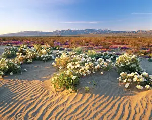Verbena: Flowers growing on dessert landscape, Anza