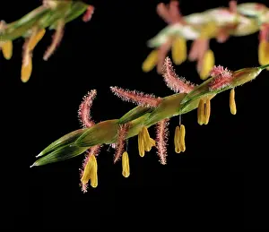Stamens: Flowers of johnson grass