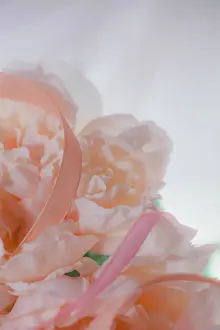 Zandria: Flowers and light