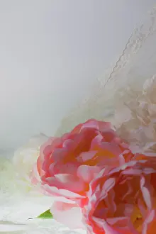 Zandria: Flowers and light
