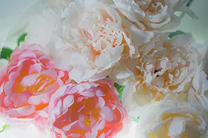 Zandria: Flowers and light