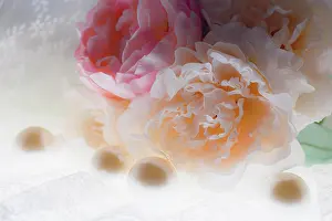 Zandria: Flowers and light