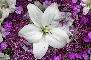 Chrysanthemum: Flowers-lily, alstroemeria, dianthus and chrysanthemum