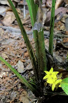 Kelantan: Flowers of Lumbah (Curculigo latifolia)