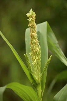 Origin: Flowers of maize, ancient central american crop
