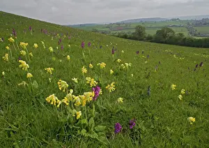 Cowslips: Flowers in a meadow