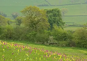 Cowslips: Flowers in a meadow