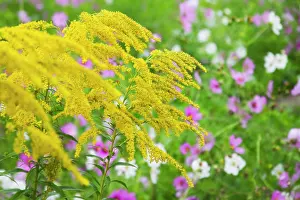 Ladakh: Flowers on the meadow, Ladakh, India