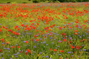 Cornflowers: Flowers in meadow - Poppy and Cornflowers