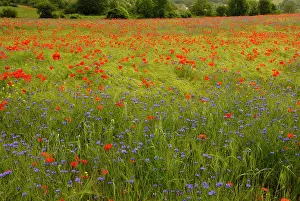 Cornflowers: Flowers in meadow - Poppy and Cornflowers