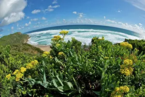 Countires: Flowers and Ocean as viewed from the Great Ocean Road