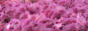 Panorama: Flowers, orchids