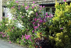 Peas: Flowers - roadside flowers - sweat peas - roses - marigolds