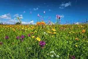 Seiser: Flowers and wild herbs in a meadow of the Alpe di