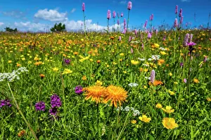 Alpe: Flowers and wild herbs in a meadow of the Alpe di