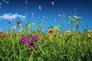Alpe: Flowers and wild herbs in a meadow of the Alpe di